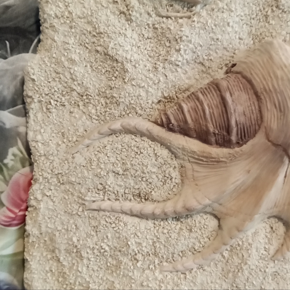 #1509 Conch Shell Wall Art - Picture 2 of 3